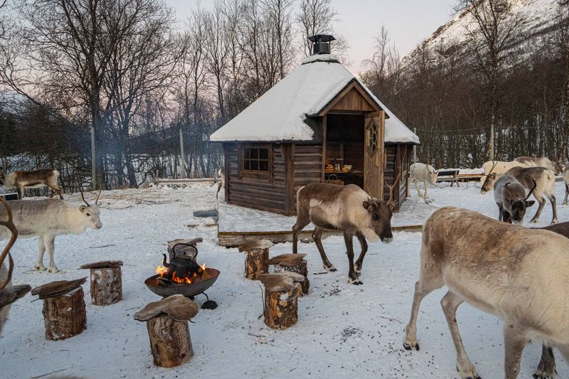 Grillhytte 7 Royal - Buet vegg
